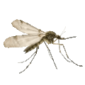 Flying Mosquito